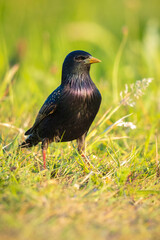 Common starling bird Sturnus vulgaris foraging