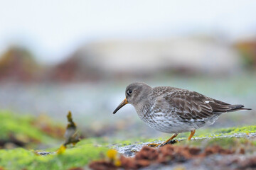 Obraz premium Purple sandpiper, calidris maritima, shorebird foraging between rocks