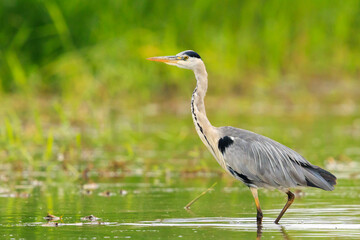 Grey heron, Ardea cinerea, hunting and fishing