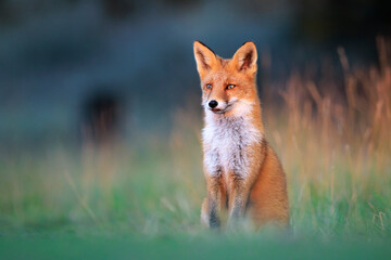 Wild red fox, vulpes vulpes, foraging in a meadow