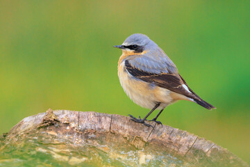 Northern wheatear male bird, Oenanthe oenanthe, perched