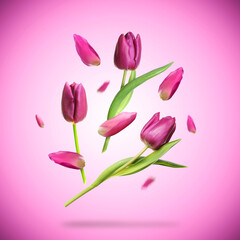 Obraz premium Beautiful tulip flowers and petals in air against pink gradient background