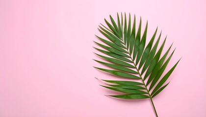 Tropical palm leaf on pink background