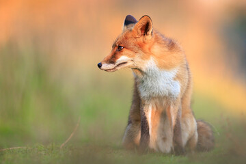 Wild red fox, vulpes vulpes, foraging in a meadow
