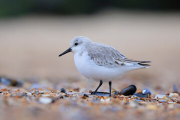 Sanderling, calidris alba, sandpiper bird foraging on a beach
