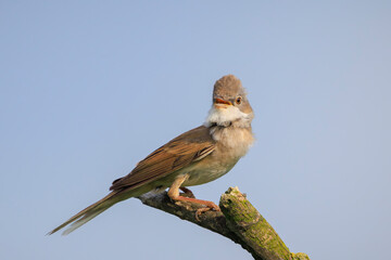 Whitethroat bird, Sylvia communis, foraging in a meadow
