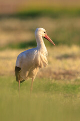 Stork, Ciconia ciconia, foraging in grass