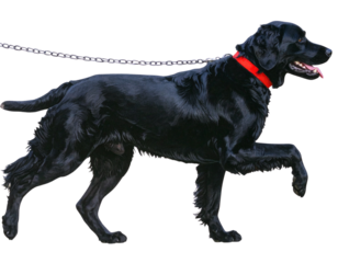 Black Dog Walking with Leash and Collar, Side Angle, Isolated on White