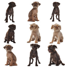 Obraz premium Cute Griffon puppies isolated on white, collage. Adorable dogs
