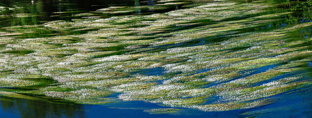 White flowering aquatic plants in the flowing waters of the Dordogne near Meyronne in the region Perigord, France