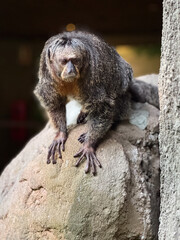Monkey perched on rock in natural habitat