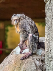 Saki monkey perched on rocky habitat