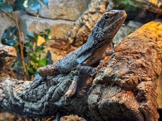 Lizard perched on log in natural habitat