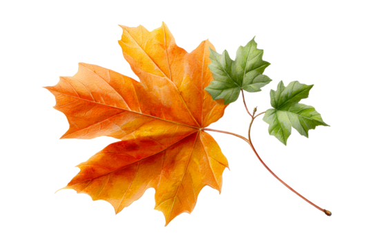 Orange maple leaf with green ivy leaves on white