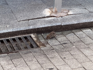 Obraz premium Curious rat explores the city sidewalk scene