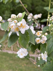 Blooming jasmine flowers in vibrant green garden