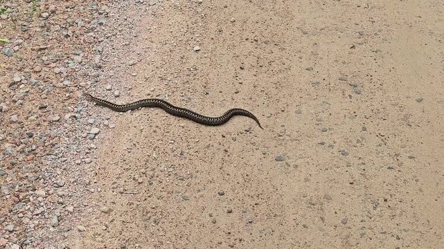 Viper snake slithering writhing on sandy road in Finland and hides into vegetation. Common venomous snake in vipera berus group. 