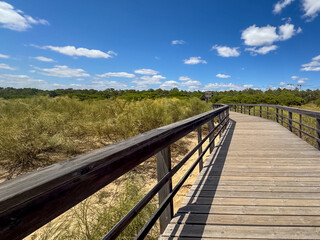Wooden pathway amid lush greenery and clear skies