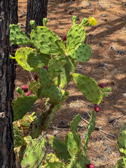 Prickly pear cactus thriving in forest environment