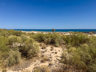 Coastal dunes and lush vegetation with clear sky