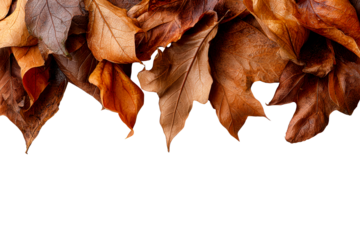 Colorful autumn leaves on a transparent background