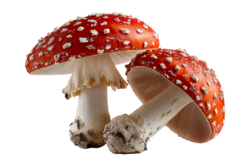 Two vibrant red mushrooms with white speckled caps and visible gills on white background