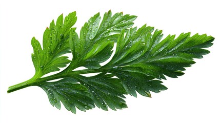 Fototapeta premium A vibrant green leaf with droplets of water, showcasing a rich texture and detail, perfect for nature-themed designs or culinary contexts.
