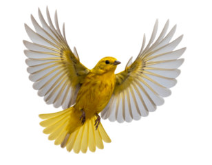 “Flying Yellow Bird with Open Wings, isolated on a transparent background”.