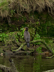 Cormorant on a Branch