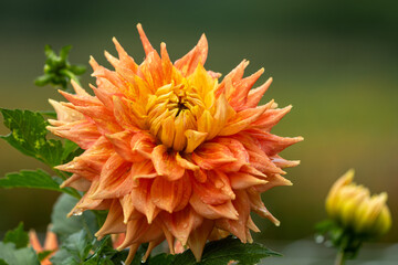 A single dahila flower in a garden