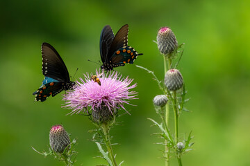 Pipevine butterflies feeding on a purple thistle flower