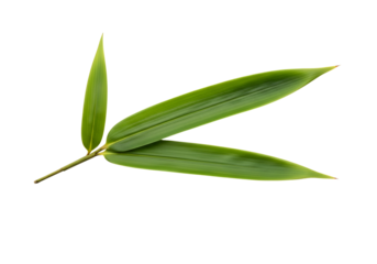 A vibrant display of two elongated bamboo leaves, sharply defined against a black background, showcasing their lush green hue and intricate vein structure.