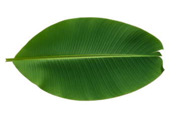 A vivid, full-shot image showcases a large, vibrant green banana leaf with prominent parallel veins against a deep black background.