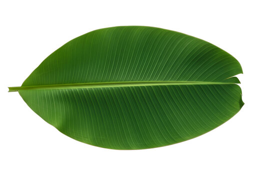 A vivid, full-shot image showcases a large, vibrant green banana leaf with prominent parallel veins against a deep black background.