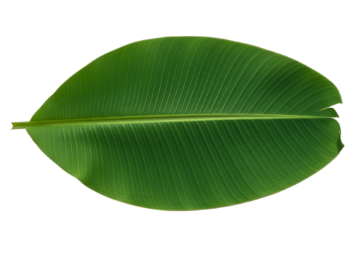 A vivid, full-shot image showcases a large, vibrant green banana leaf with prominent parallel veins against a deep black background.