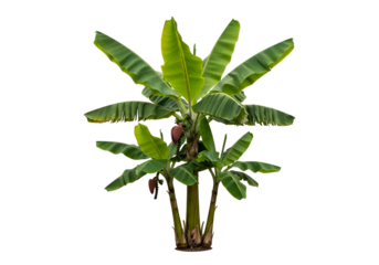 Lush banana plants with vibrant green leaves stand out against a dark background, showcasing tropical foliage.