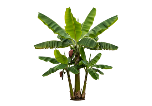 Lush banana plants with vibrant green leaves stand out against a dark background, showcasing tropical foliage.
