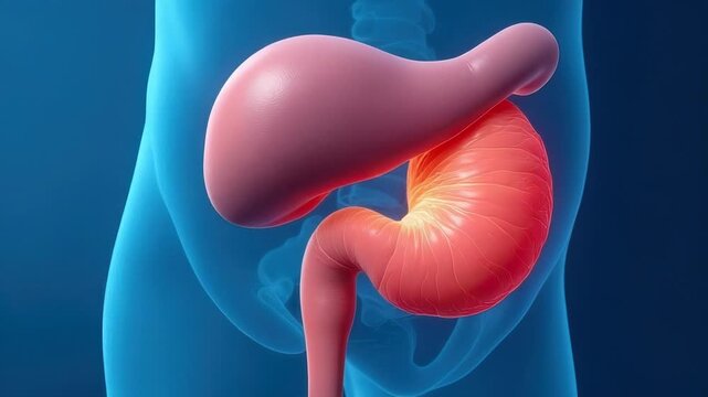 Illustration highlighting the stomach and pancreas, useful for medical education or scientific presentations