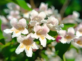Fototapeta premium Close-up of delicate white and pink Abelia flowers in full bloom