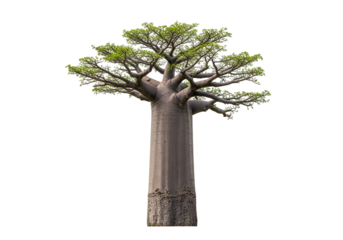 A full shot of a majestic baobab tree, its thick trunk and extensive canopy creating a striking visual.