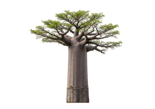 A full shot of a majestic baobab tree, its thick trunk and extensive canopy creating a striking visual.