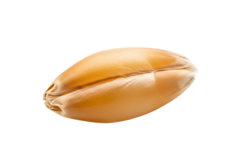 Close-up view of a single wheat grain, showcasing its detailed texture and warm golden hue against a pure black background.