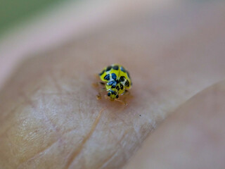 Yellow lady bug on human hand