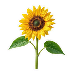 Obraz premium Vibrant Isolated Sunflower with Green Stem Nature Scene Botanical Artwork Close-Up View Floral Concept