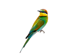 A vibrant, colorful European Bee-eater bird stands out against a stark black background, showcasing its iridescent plumage in a detailed close-up.