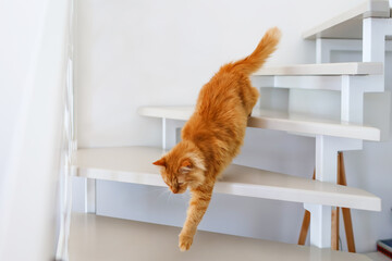 Red tabby cat going down stairs © Nataliya