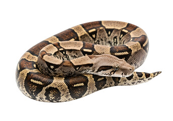 Obraz premium A detailed close-up of a captivating boa constrictor, elegantly coiled against a striking black backdrop.