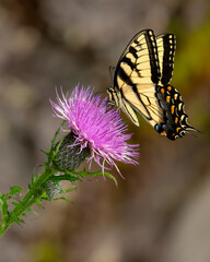 A male Eastern Tiger Swallowtail Butterfly feeding on a purple thistle flower