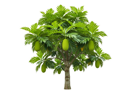 Lush green breadfruit tree with vibrant foliage and numerous fruits against a striking black backdrop.