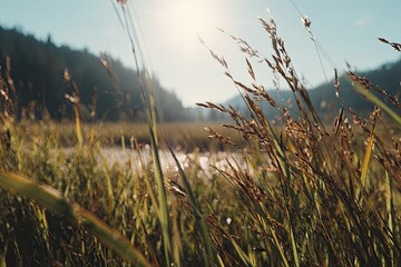 Fototapeta premium Lush meadow at dawn